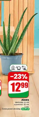 Aloes promocja w Dino