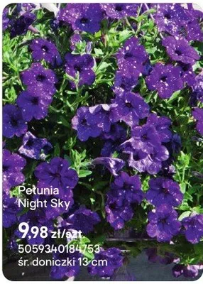 Petunia Night Sky promocja w Castorama