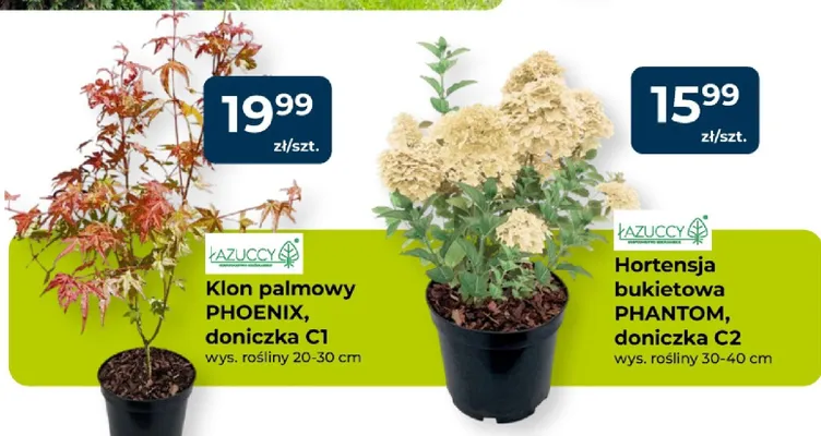 Hortensja bukietowa PHANTOM, doniczka C2 promocja w PSB Mrówka