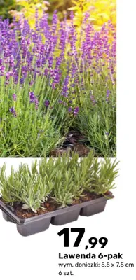 Lawenda 6-pak promocja w Bricomarche
