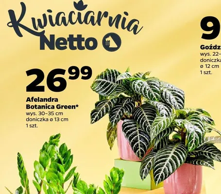 Afelandra Botanica Green promocja w Netto