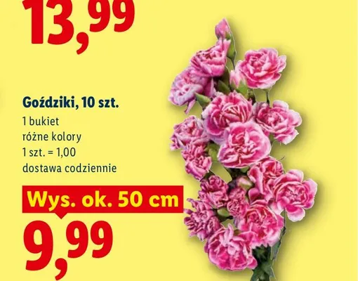 Goździki 10-pak promocja w Lidl