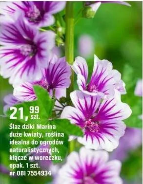Ślaz dziki Marina promocja w OBI