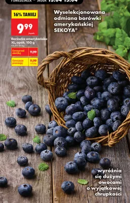 Borówka amerykańska XL promocja w Biedronka