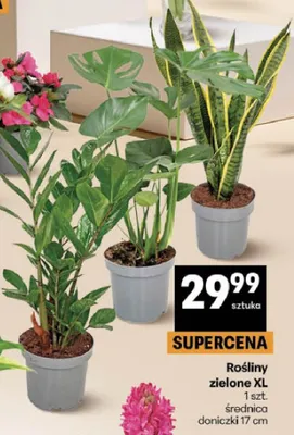 Rośliny zielone XL promocja w Delikatesy Centrum