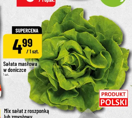 Sałata masłowa w doniczce promocja w POLOmarket