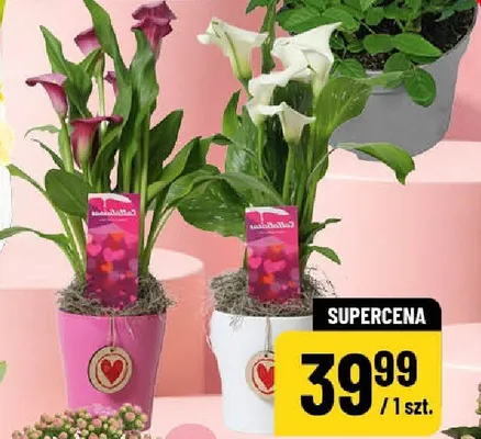 Calla w ceramice średnica doniczki 12cm promocja w POLOmarket