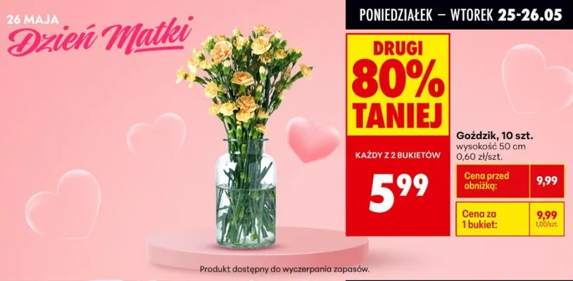 Goździk wysokość 50cm promocja w Biedronka