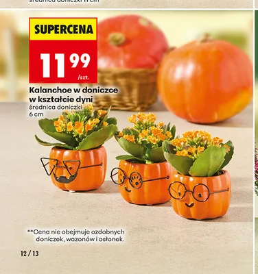 Kalanchoe w doniczce w kształcie dyni promocja w Biedronka