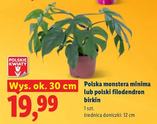 Polska monstera minima  promocja w Lidl