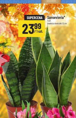 Sansevieria średnica doniczki 12 cm promocja w POLOmarket