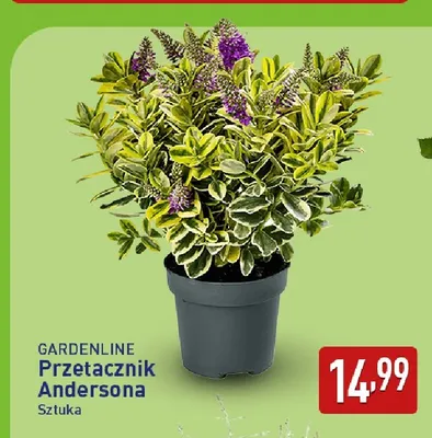 Przetacznik Andersona Gardenline promocja w Aldi
