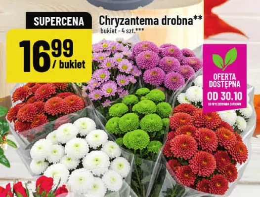 Chryzantema drobna promocja w POLOmarket