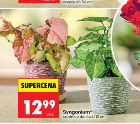 Syngonium promocja w Biedronka
