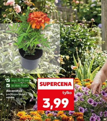 Aksamitka promocja w Kaufland