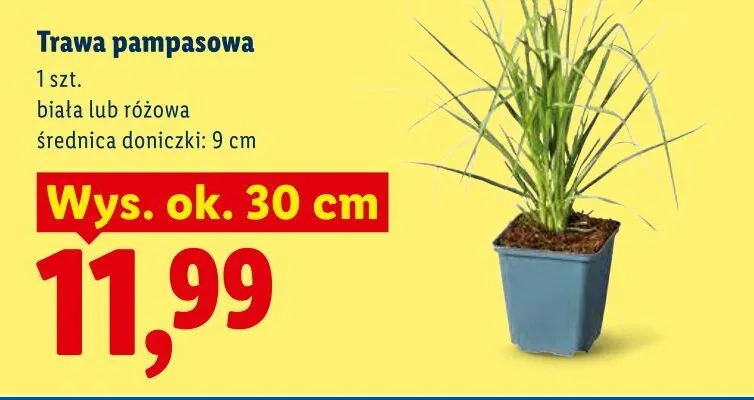 Trawa pampasowa różowa promocja w Lidl