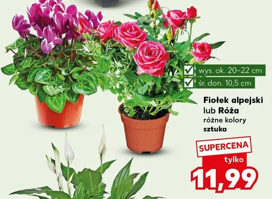 Fiołek alpejski lub Róża różne kolory sztuka promocja w Kaufland