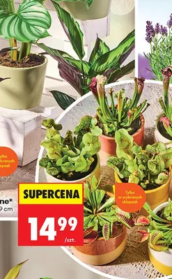 Roślina doniczkowa promocja w Biedronka