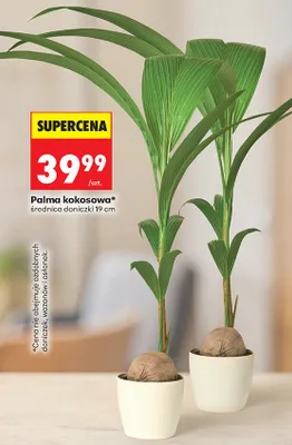 Palma kokosowa średnica doniczki 19cm promocja w Biedronka