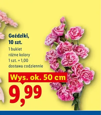 Goździki 10-pak promocja w Lidl