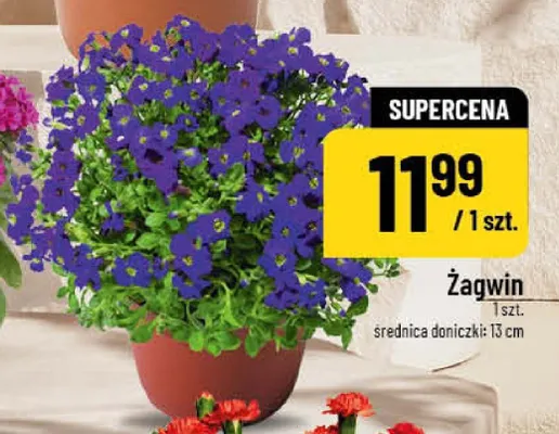Żagwin promocja w POLOmarket