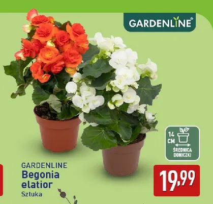 Begonia elatior Gardenline promocja w Aldi