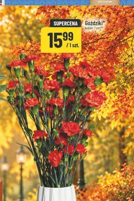 Goździki promocja w POLOmarket