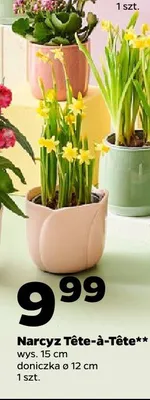 Narcyz Tête-à-Tête promocja w Netto
