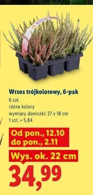 Wrzos trójkolorowy 6-pak promocja w Lidl