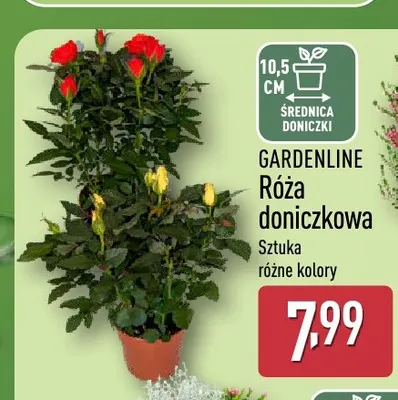 Róża doniczkowa Gardenline promocja w Aldi
