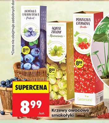 Krzewy owocowe smakołyki promocja w Biedronka