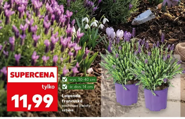 Lawenda francuska pachnące kwiaty promocja w Kaufland