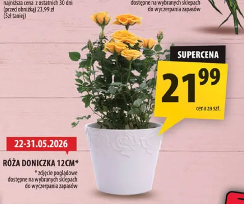 Róża doniczka 12cm promocja w Arhelan