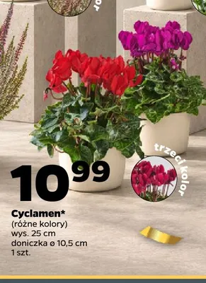 Cyclamen promocja w Netto
