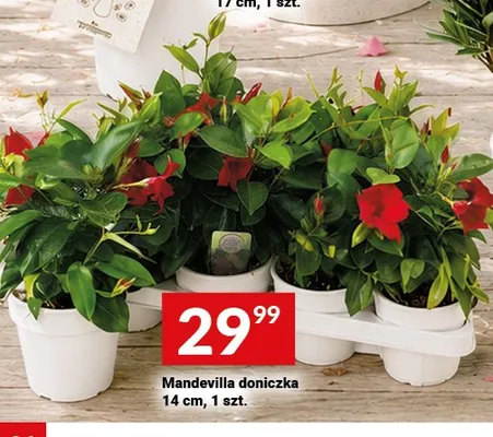 Mandevilla doniczka 14cm promocja w Twój Market