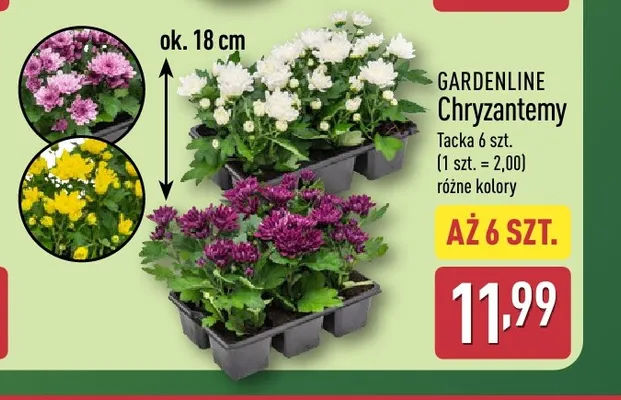 Chryzantemy Gardenline 6-pak promocja w Aldi