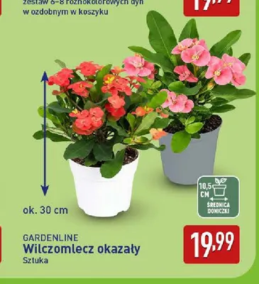 Wilczomlecz okazały Gardenline promocja w Aldi