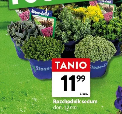 Rozchodnik sedum don. 12cm promocja w Intermarche