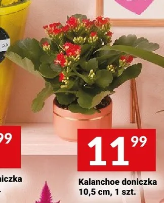 Kalanchoe doniczka 10,5cm promocja w Twój Market