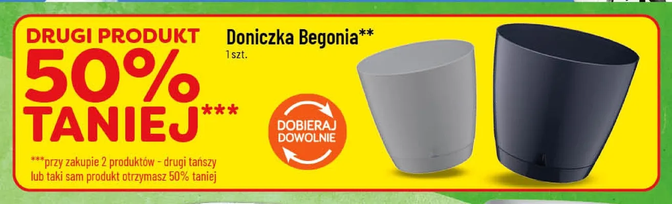 Doniczka Begonia promocja w POLOmarket