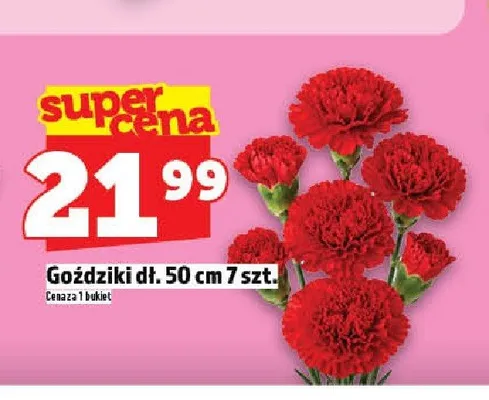 Goździki dł. 50cm promocja w TOPAZ