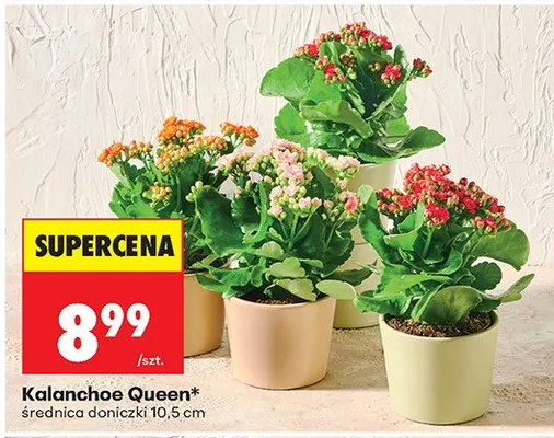 Kalanchoe Queen średnica doniczki 10,5cm promocja w Biedronka