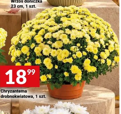 Chryzantema drobnokwiatowa promocja w Twój Market