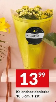 Kalanchoe doniczka 10,5cm promocja w Twój Market