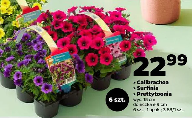 Surfinia kwiat tarasowy 6szt promocja w Netto