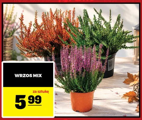 Wrzos mix promocja w Gram Market