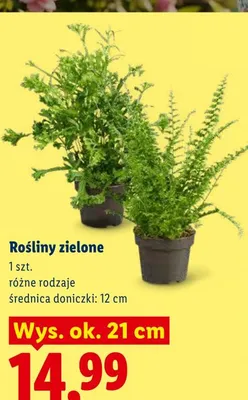 Rośliny zielone promocja w Lidl