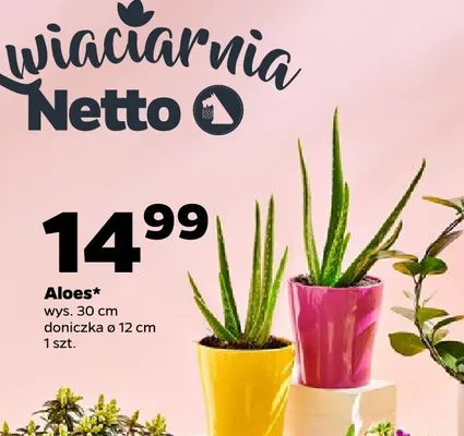Aloes promocja w Netto
