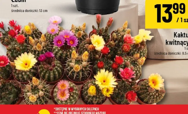 Kaktus kwitnący promocja w POLOmarket