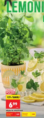 Mięta XL Vital Fresh promocja w Biedronka